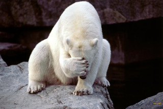 Polar bear rock rubbing face - furaffinity free wallpaper