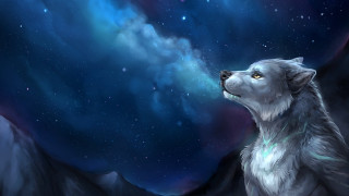 Wolf looking up stars mountain - a wolf free wallpaper