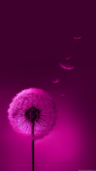 Dandelion flying seeds purple background - seed free wallpaper