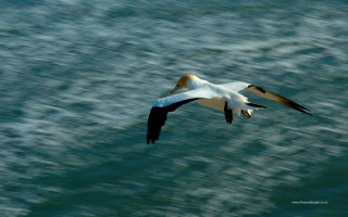 Bird flying ocean blurry background - the sky above free wallpaper