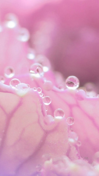 Pink flower water droplets macro 17 - a close up free wallpaper for mobile
