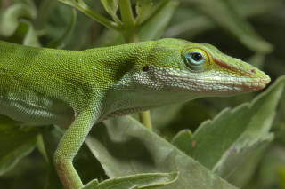 Green lizard leafy plant blue - a green lizard free wallpaper