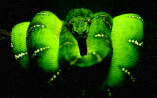 Curled green snake cobra macro - a green snake free wallpaper