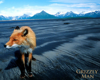 Red fox walking wet beach - a red fox free wallpaper