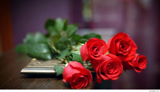 Red roses table book plant 3 - red rose free wallpaper