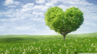 Heart shaped tree field flowers 8 - ecological free wallpaper for desktop
