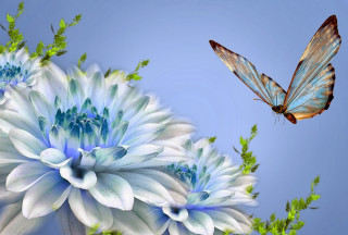 Blue butterfly over white flower - a green stem in the foreground free wallpaper