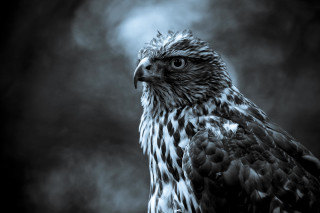 Black white bird prey looking - prey free wallpaper