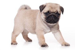Small pug puppy sad expression - dom qwek free wallpaper