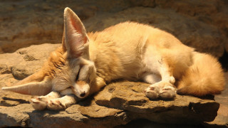 Small fox sleeping rock sunshine - a rock outside free wallpaper