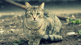 Cat sitting camera blurry background - neoplasticism free wallpaper