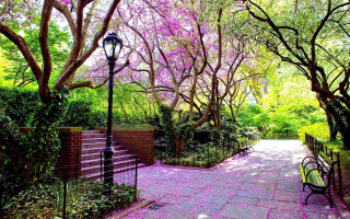 Park bench trees pink flowers - a light pole free wallpaper