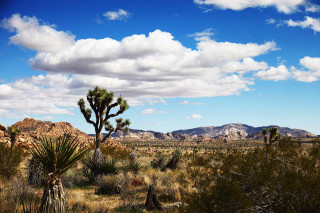 Desert cactus mountains clouds trees - a desert landscape free wallpaper