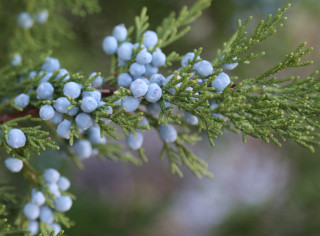 Blue berries branch macro nature - anne rigney free wallpaper