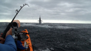 Kayak fishing shark boat water - live action free wallpaper