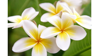 White yellow flowers green leaves - derek chittock free wallpaper