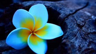 Blue flower yellow center rock - a tree trunk free wallpaper