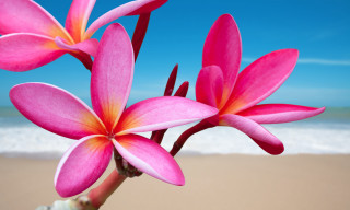 Pink flower beach ocean blue - a beach near the ocean free wallpaper