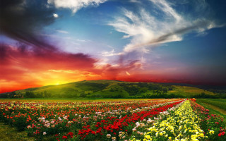 Field flowers cloudy sky sunset 2 - arthur quartley free wallpaper