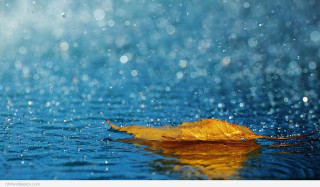 Leaf floating water rain blue - rain free wallpaper for desktop
