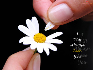 Person holding flower love quote - ammi phillips free wallpaper