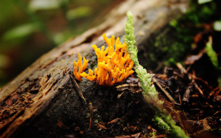 Yellow flower tree stump moss - the tree trunk free wallpaper