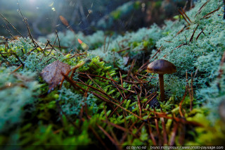 Mushroom moss covered ground forest - a forest floor free wallpaper