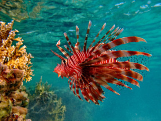 Red lionfish swimming ocean corals - the bottom of the water free wallpaper