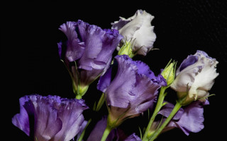 Purple flowers vase tabletop black - a table top free wallpaper for desktop