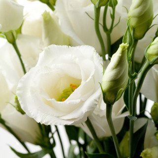 Vase white flowers table window - free flowers wallpaper for tablet