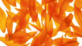 Orange flowers floating air white - ai weiwei free wallpaper