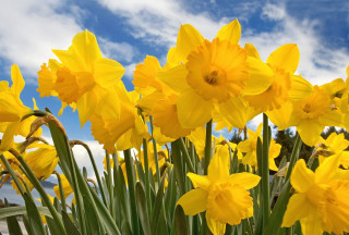 Yellow flowers blue sky clouds 8 - a few green stem free wallpaper