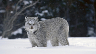 Gray lynx snow trees bushes - a jigsaw puzzle free wallpaper