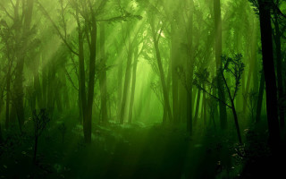 Green forest trees light sunlight - a green forest free wallpaper