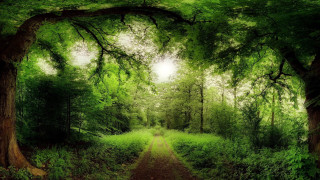 Dirt road surrounded by trees - a dirt road free wallpaper for desktop