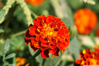 Flower bokeh autumn leaves macro - many free wallpaper for desktop