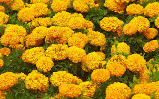 Yellow flowers green leaves red - free flowers wallpaper
