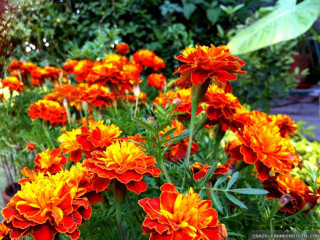 Orange flower forest sunset vibrant - a garden free wallpaper