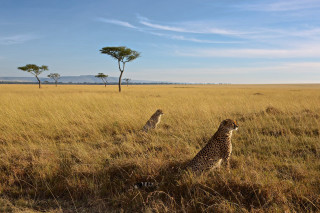 Cheetahs field grass trees blue - andrew geddes free wallpaper