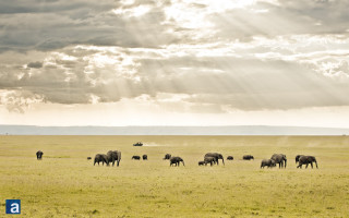 Elephants grazing lush green field - a herd of elephants free wallpaper