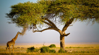 Giraffe tree field grass dirt - a giraffe free wallpaper