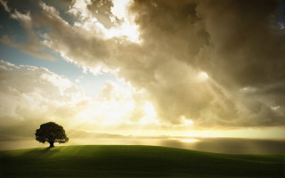 Lone tree grassy hill sunrays - god ray free wallpaper