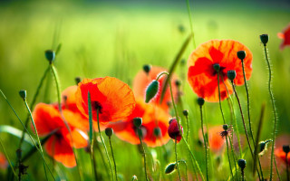Red flower field green grass - green grass free wallpaper