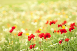 Red yellow flowers green background - ammi phillips free wallpaper