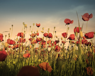 Red flower field sky clouds - a sky background in the background free wallpaper