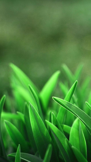 Green grass closeup macro depth - a close up of a bunch free wallpaper for mobile