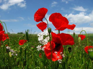 Red flowers blue sky clouds 8 - a few white flower free wallpaper