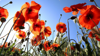 Red flowers blue sky macro - a few green stem free wallpaper