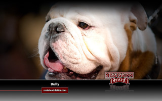 Bulldog smiling showing teeth tongue - official medium free wallpaper