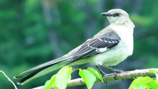 Bird branch leaves nature water - upper free wallpaper